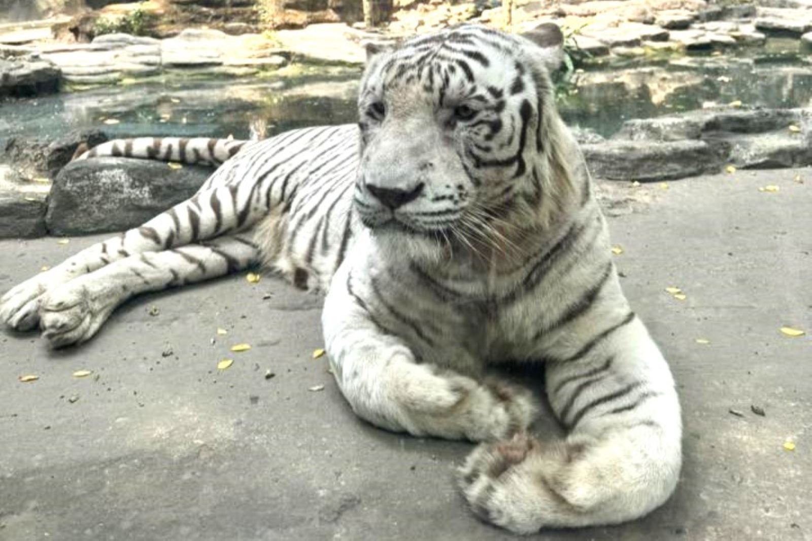 Đài PTTH Hà Nội